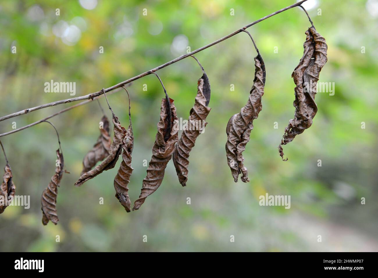 Otto foglie morte e rigate appese ad un ramo. Foto Stock