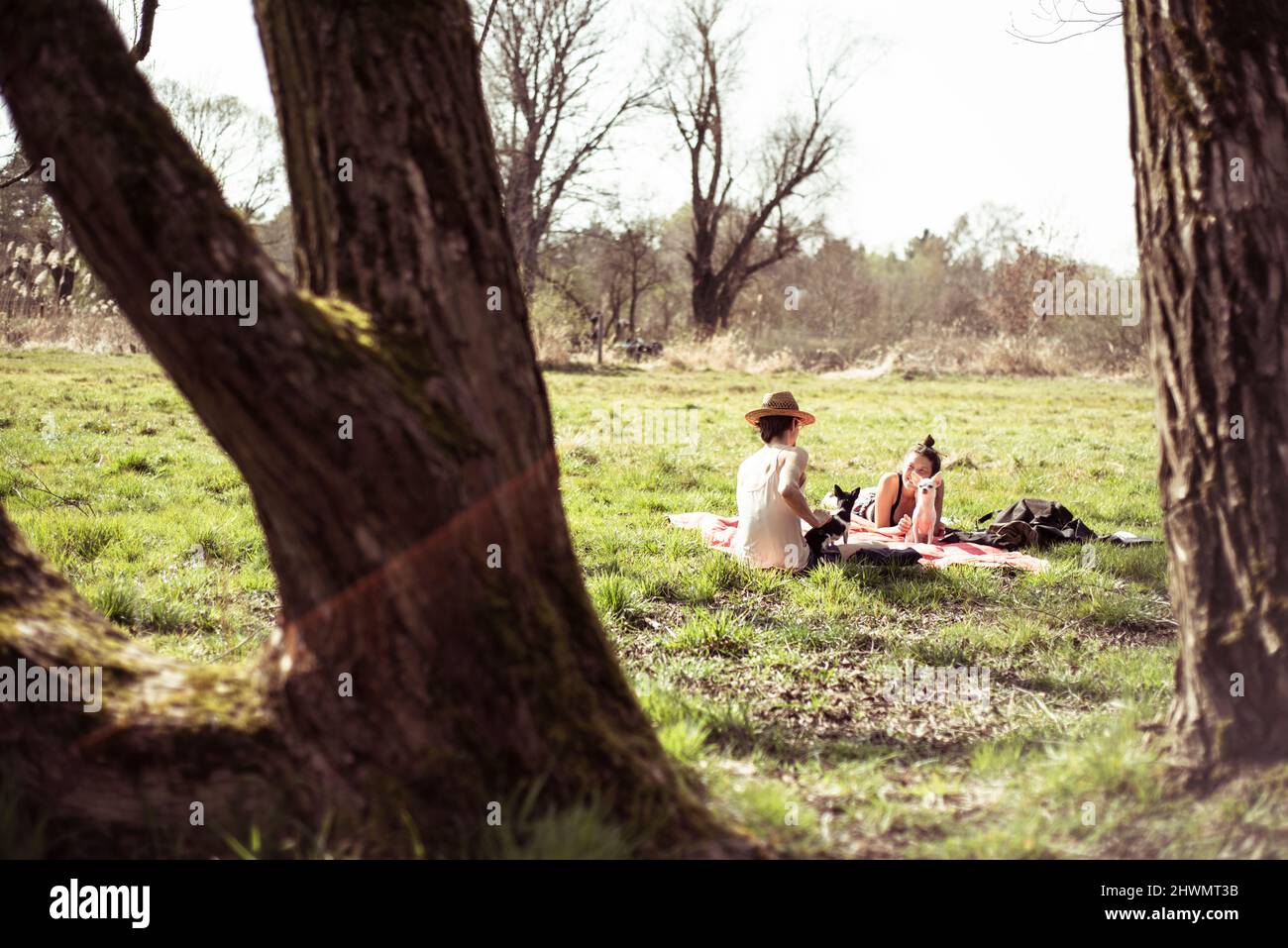 Ammira gli alberi degli amici al picnic in erba all'aperto in europa Foto Stock