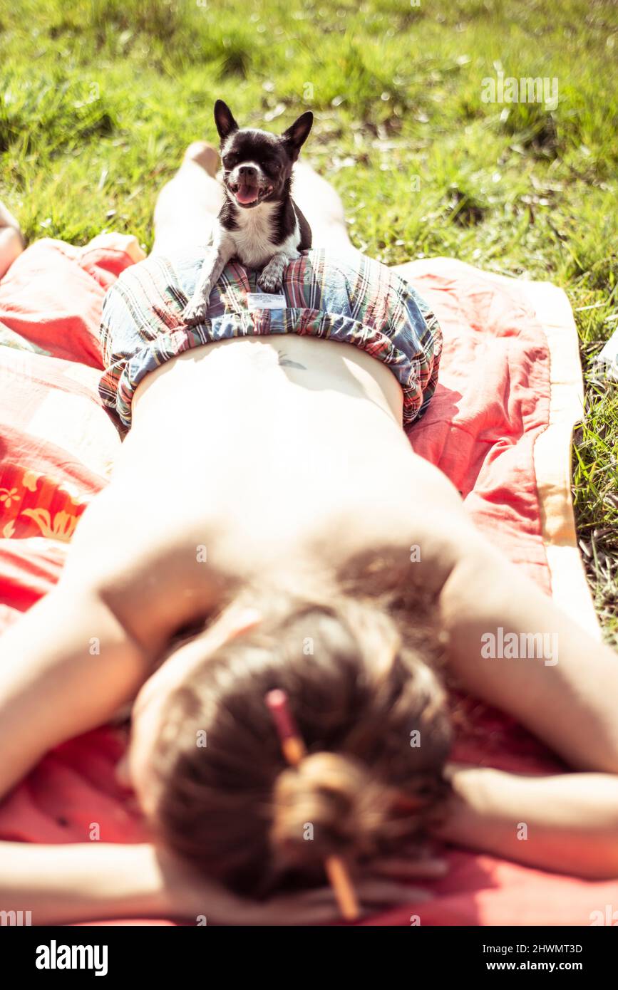 piccolo pantaloni chihuahua cane felice e riposa in sole sulle mamme indietro Foto Stock