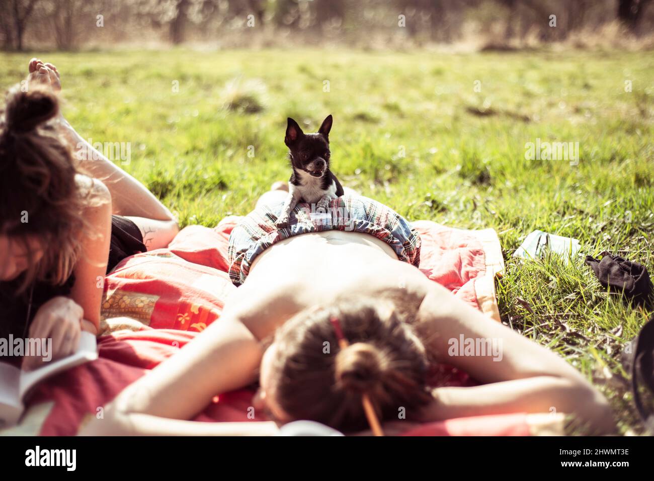 Piccola chihuahua piccola seduta su una donna che cotti il sole ad un picnic Foto Stock