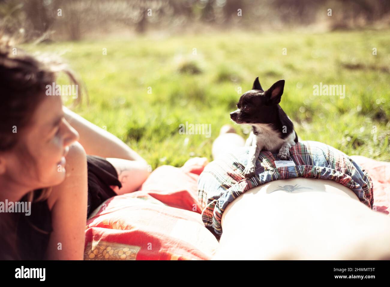 Piccolo chihuahua nero piccolo che guarda la donna sorridente al picnic Foto Stock