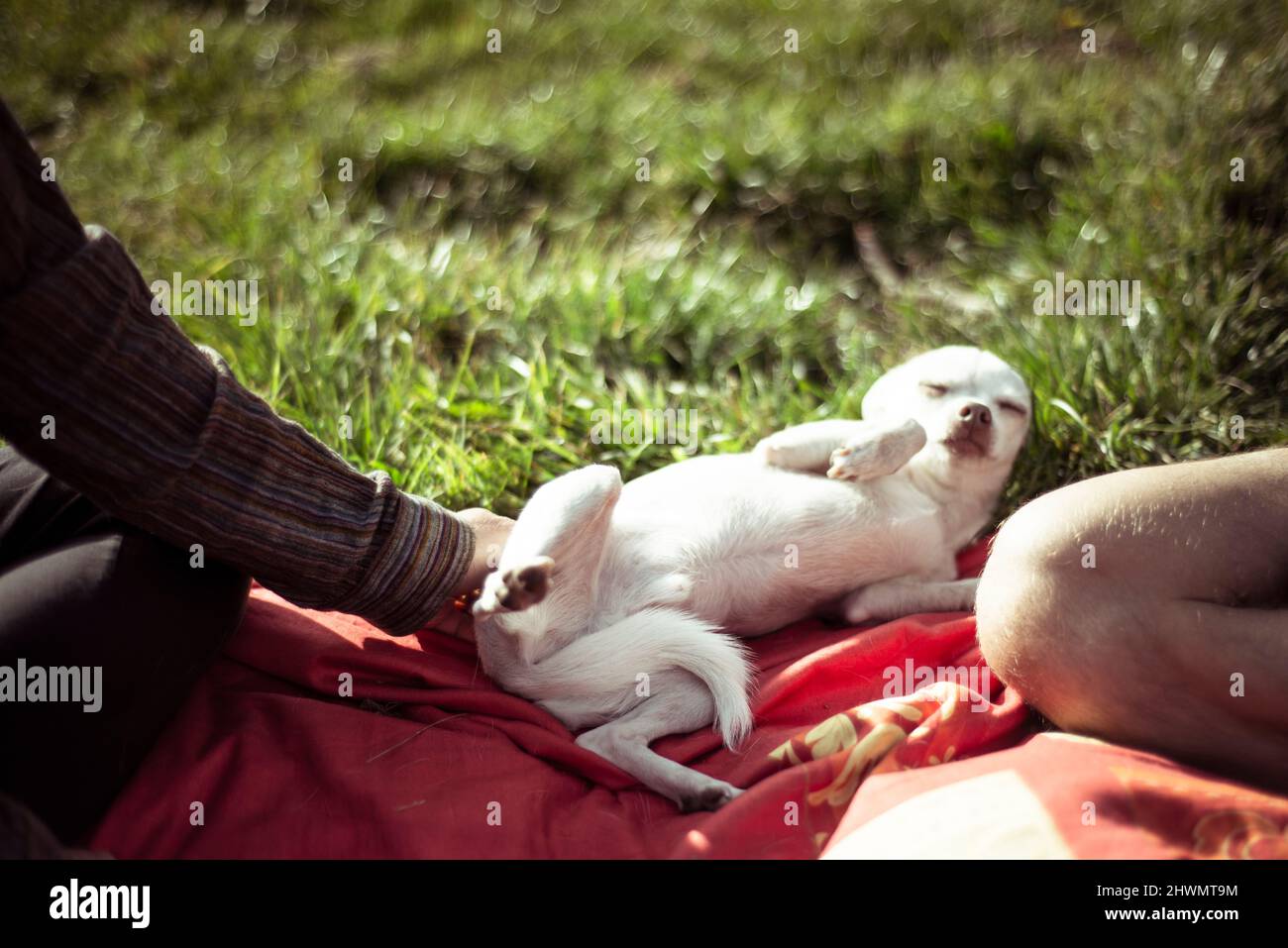 Piccolo cane a filo al pic-nic sdraiato sulla parte posteriore mentre ottiene i pipistrelli Foto Stock