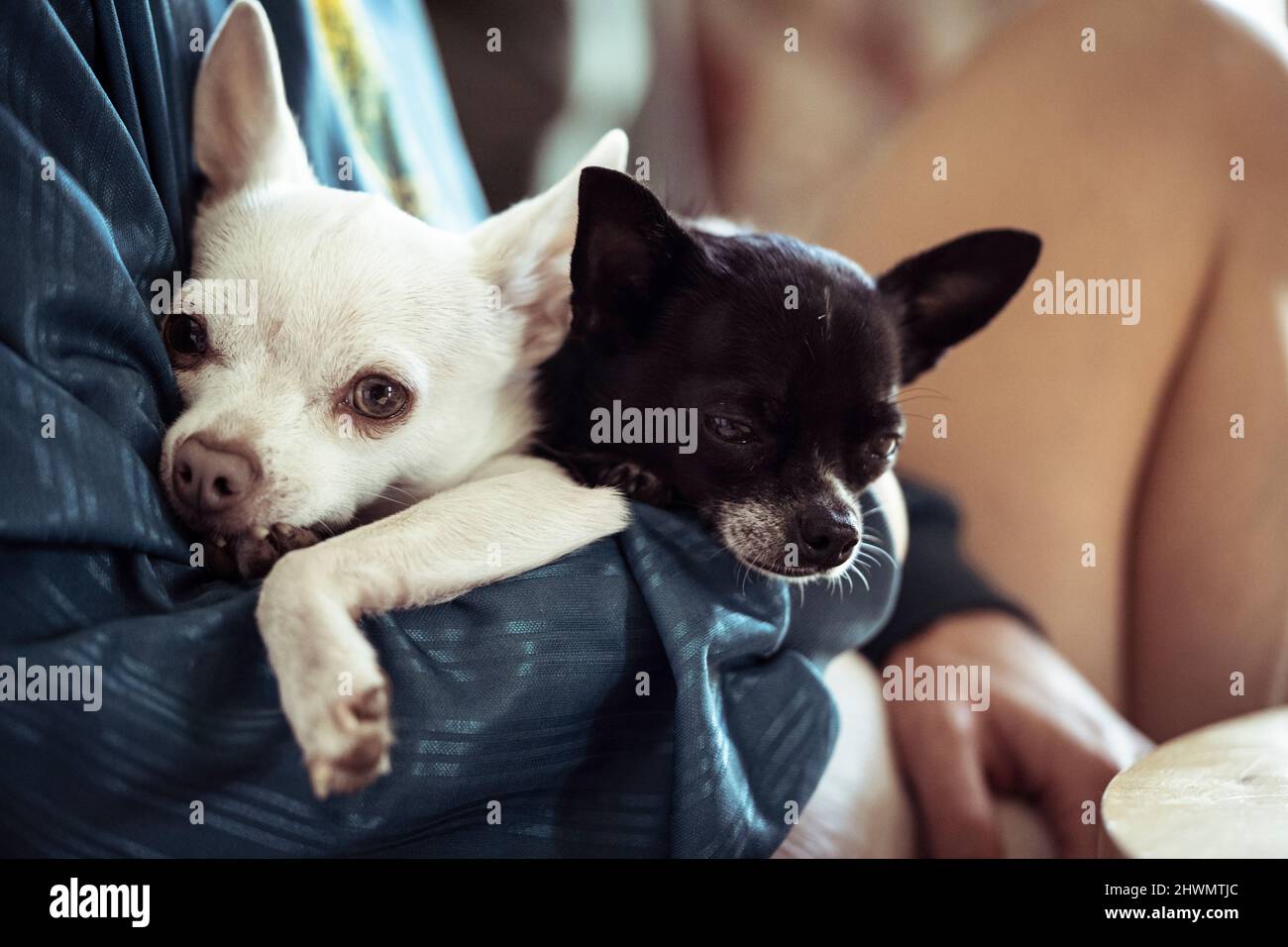 piccoli fratelli cuccioli di cane che sono abbracciati Foto Stock