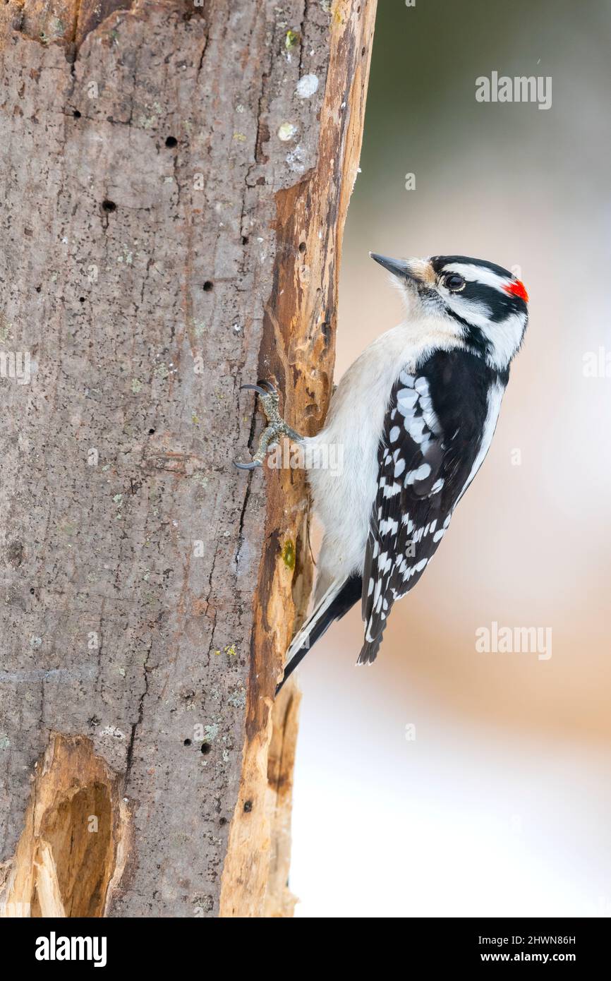 Downy Woodpecker foraging per legno su albero, Inverno, e N America, di Dominique Braud/Dembinsky Photo Asoc Foto Stock