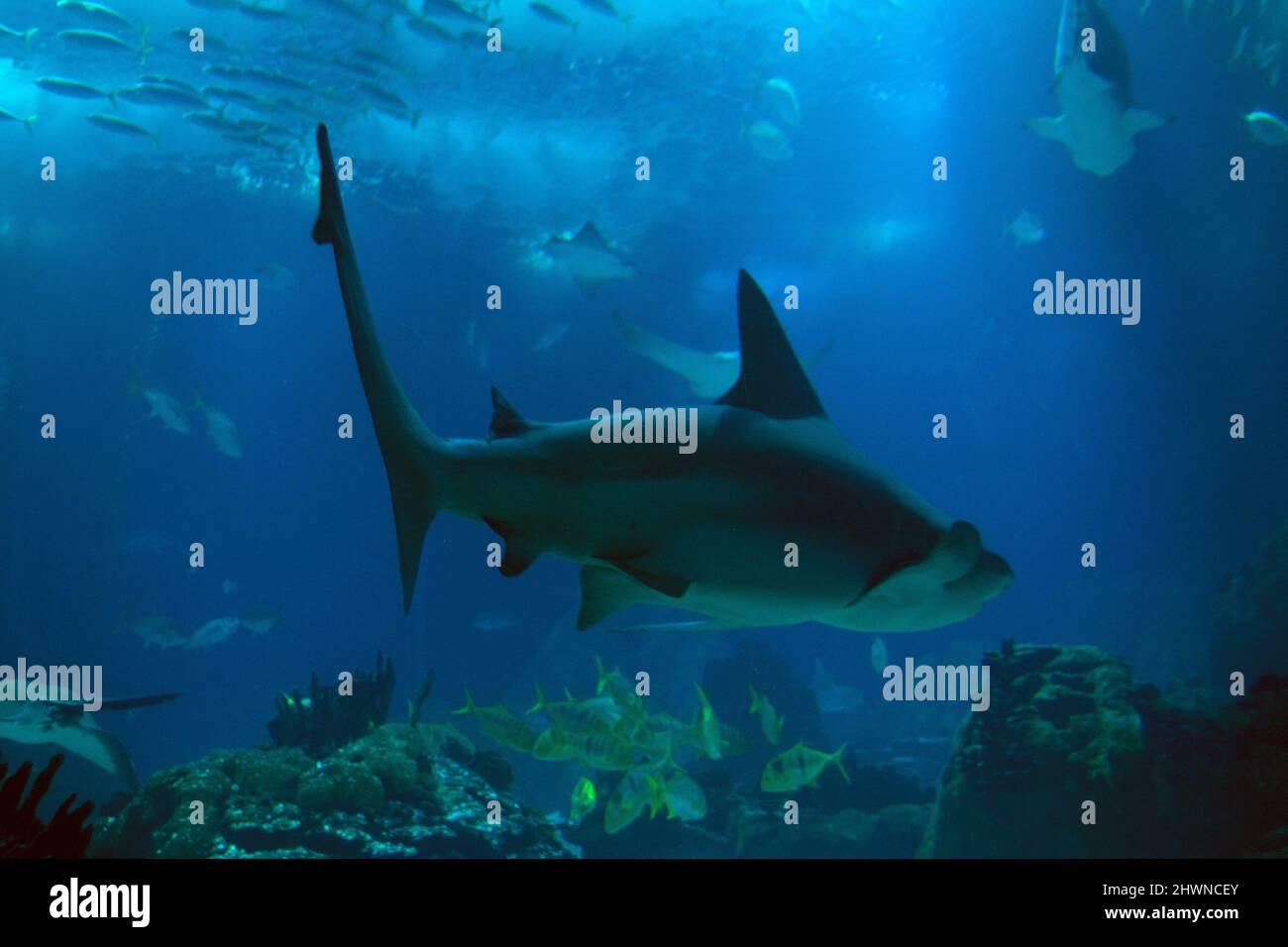 Lo squalo di barra di sabbia (Carcharhinus plumbeus) specie di squalo di requiem, parte della famiglia Carcharhinidae, nativo dell'Oceano Atlantico e dell'Indo-Pacifico. Foto Stock