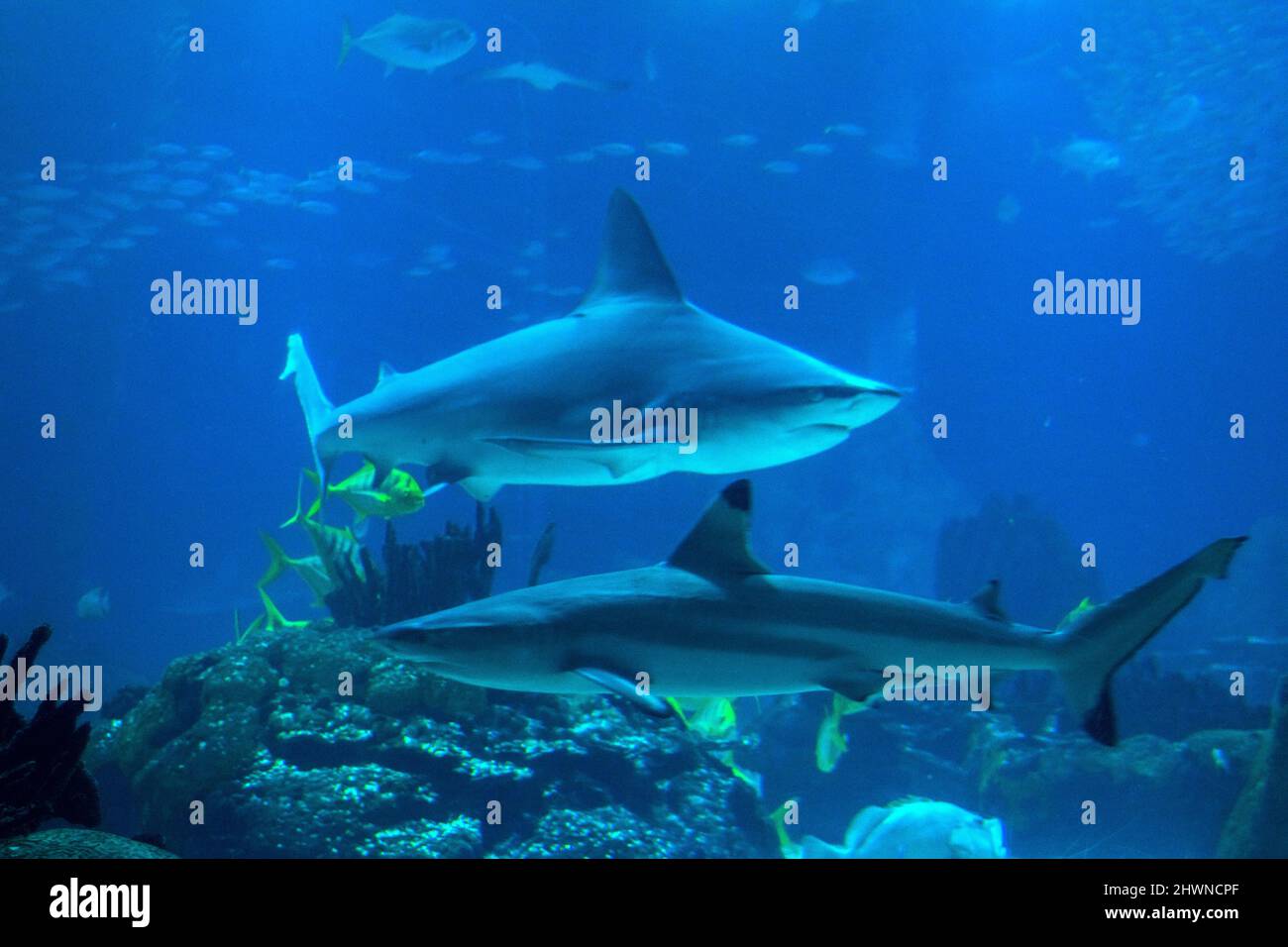 Lo squalo di barriera corallina (Tubarão-de-pontas-negras-do-recife) e lo squalo di Nannosio (Tubarão-de-focinho-negro) navigano sull'acquario della vasca dello squalo. Foto Stock
