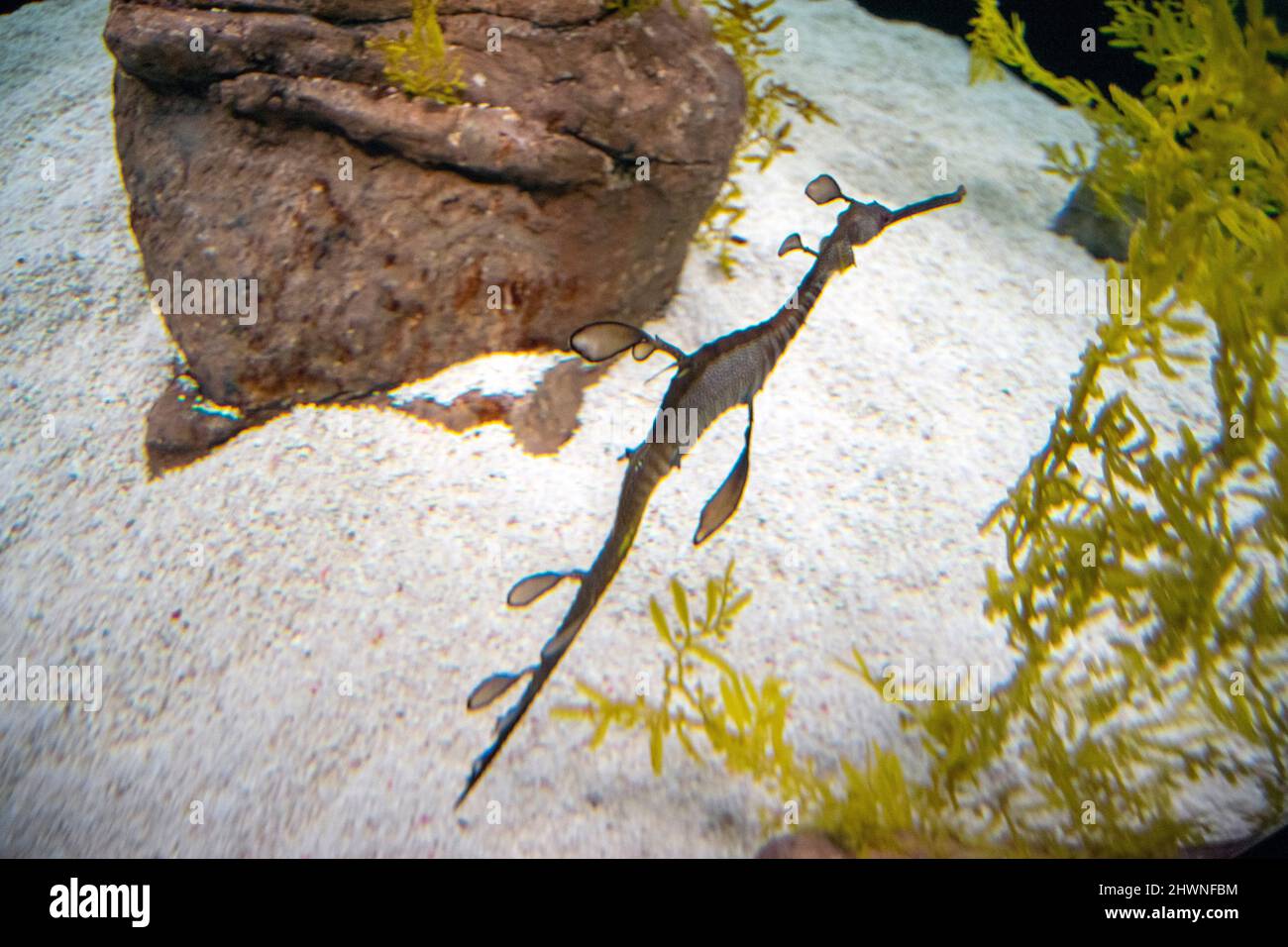 Il seadragon comune (Phyllopteryx taeniolatus) è un pesce marino legato ai cavallucci marini. Hanno piccole appendici a foglia. Foto Stock