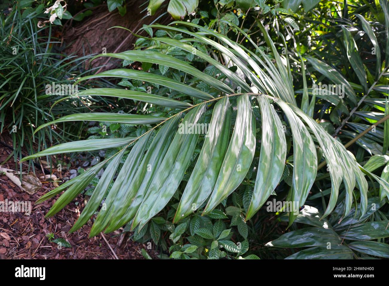 Belle grandi foglie verdi di palma Thrower fiamma Foto Stock