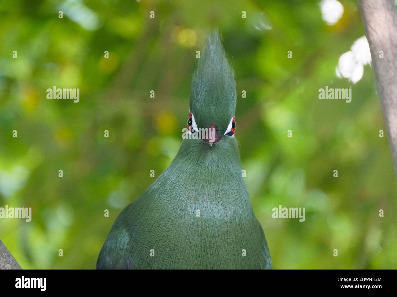 Un bellissimo Turaco verde e bianco, un bellissimo uccello originario del Sud Africa Foto Stock