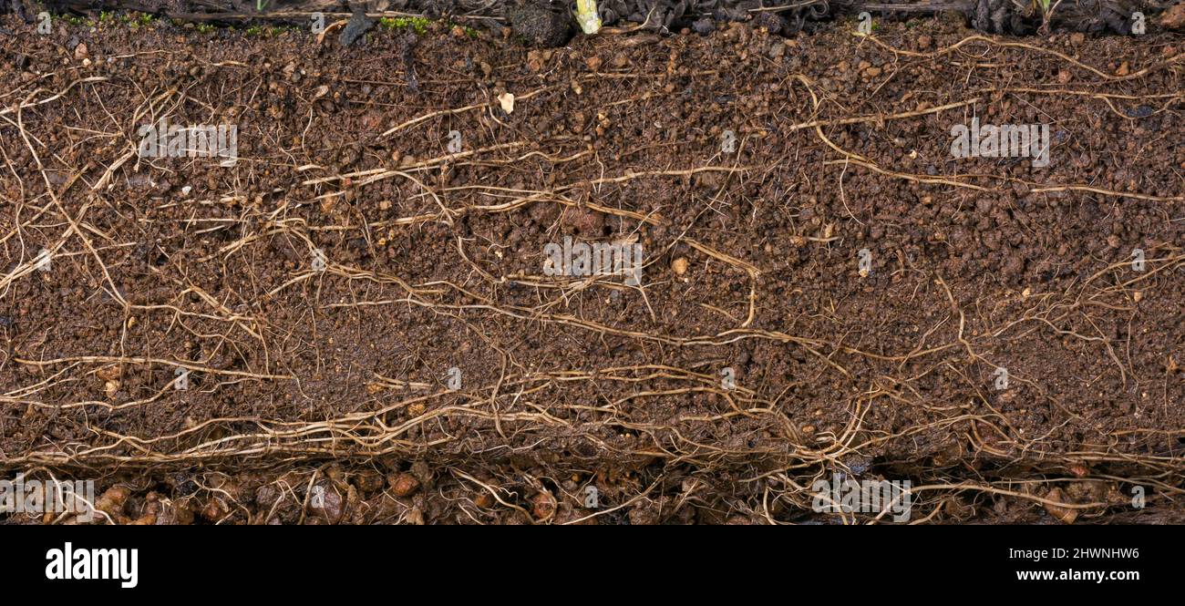 sezione trasversale di terreno fertile marrone rossastro umido con radici di piante, struttura di fondo, ambiente e giardinaggio concetto Foto Stock