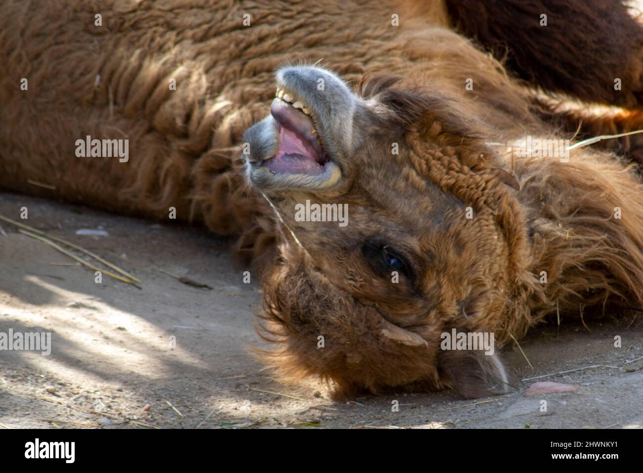 Il cammello baccriano selvaggio è una specie di cammello che vive in zone della Cina nordoccidentale e della Mongolia sudoccidentale. Foto Stock
