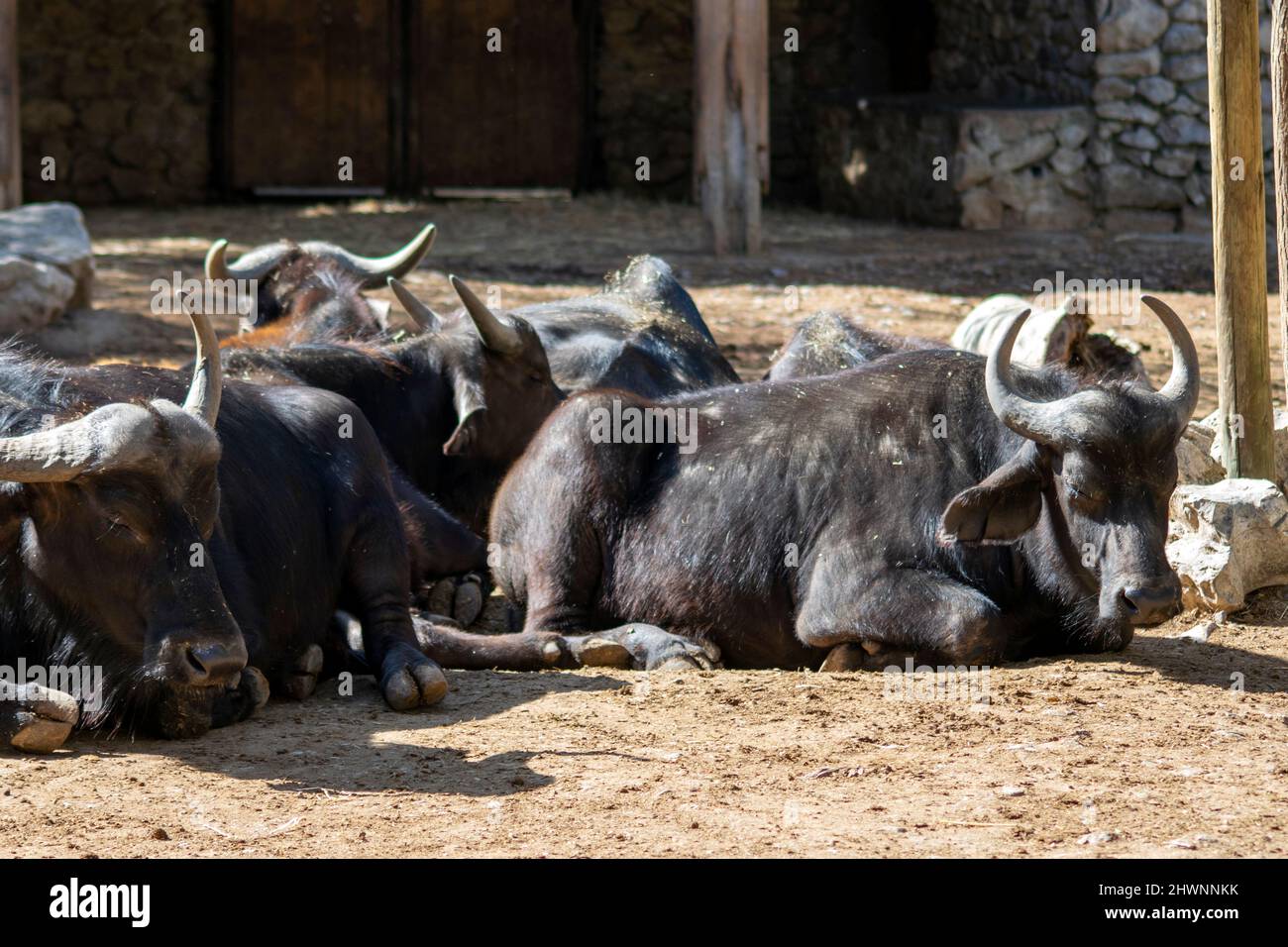 Il bufalo africano è un grande bovino dell'Africa sub-sahariana. Il caffer Syncerus, il bufalo del Capo, è la sottospecie tipica e la più grande. Foto Stock