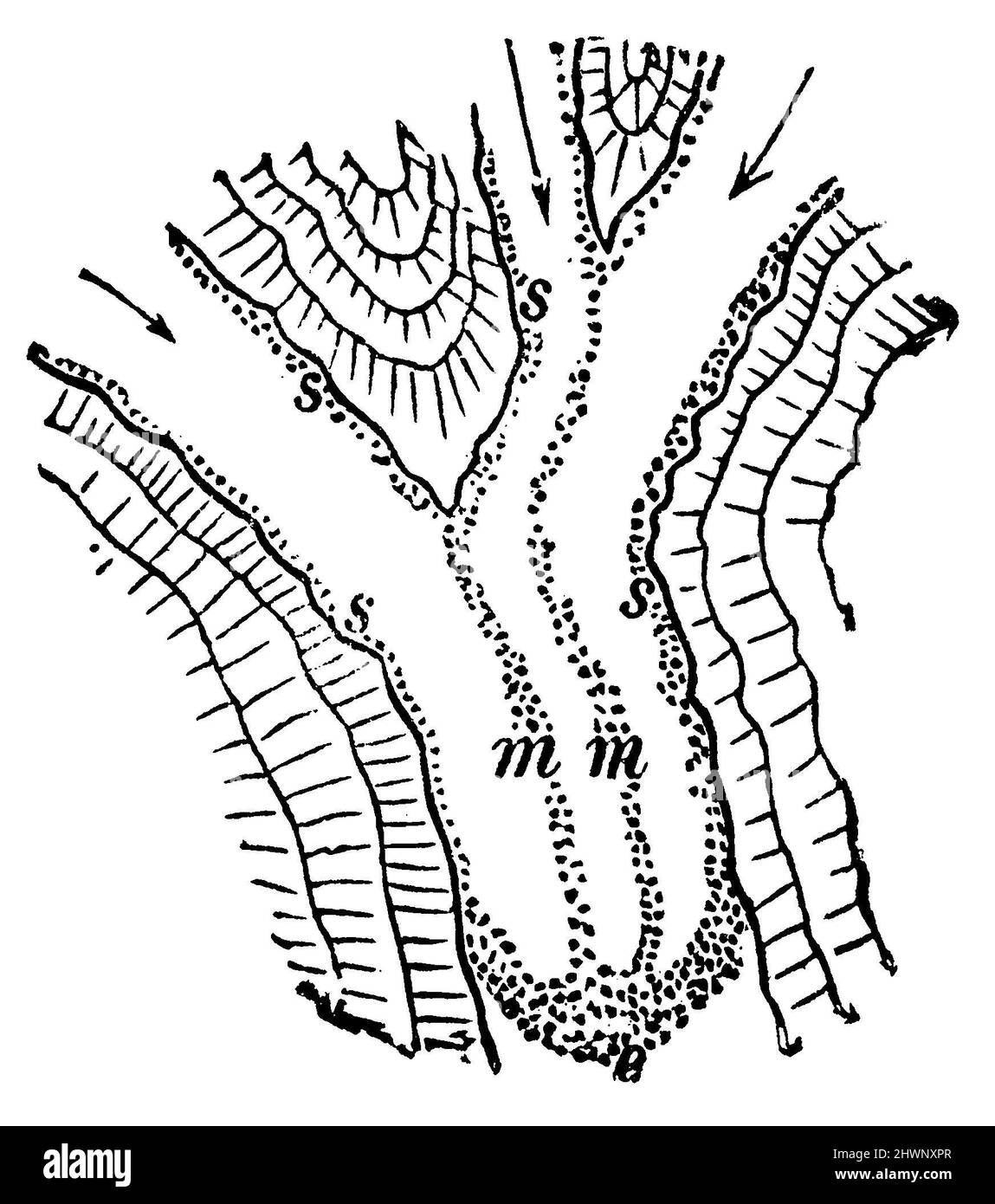 Morene glaciali, morene laterali e mediali, morene terminali, , (libro di scuola, 1919), Gletschermoränen. A Seiten- und m Mittelmoränen, e Endmoräne, moraines glaciaires. A moraines latérales et m moraines centrales, e Moraine terminale Foto Stock