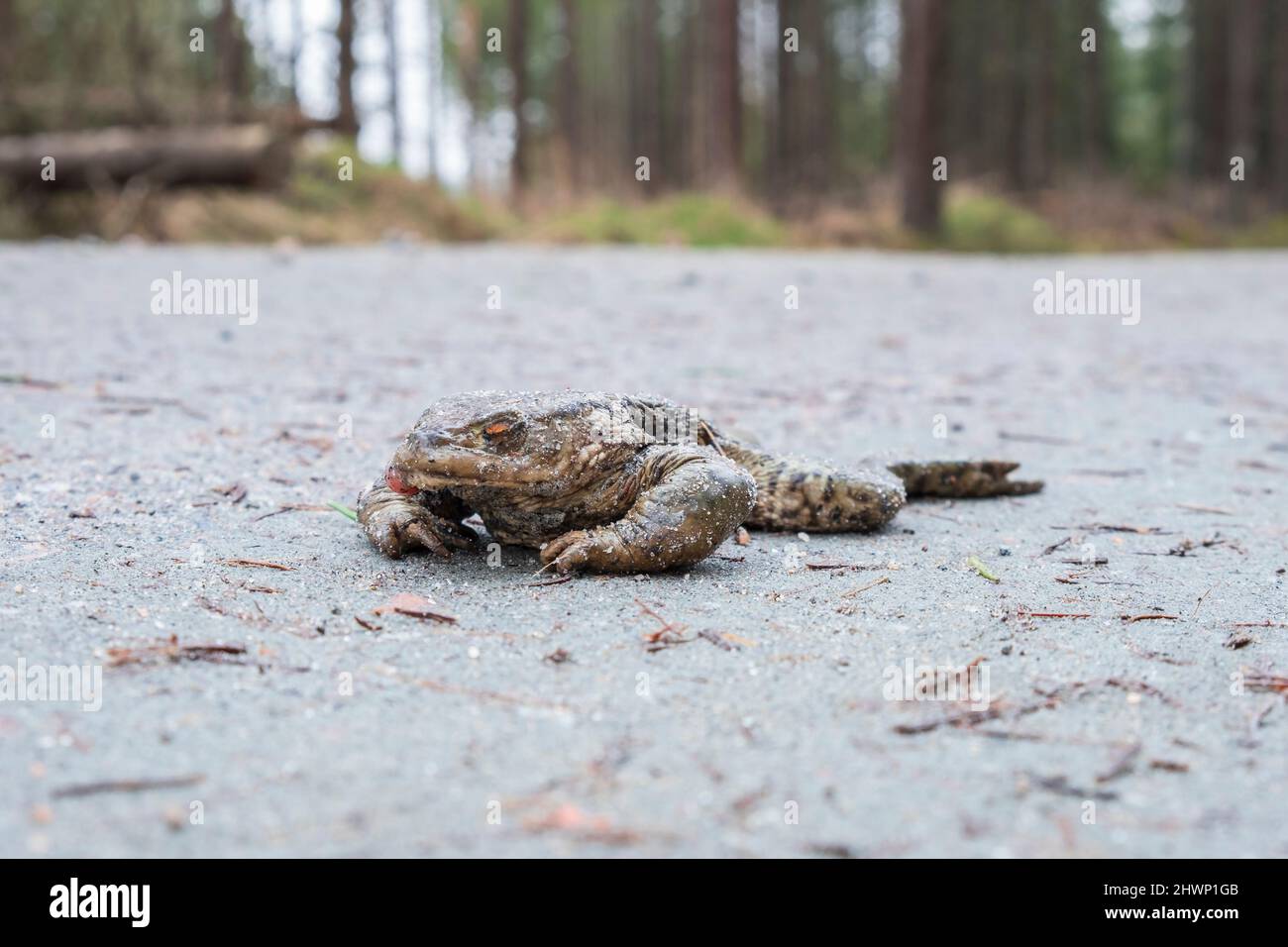 Morto rospo su una strada sterrata nel bosco Foto Stock
