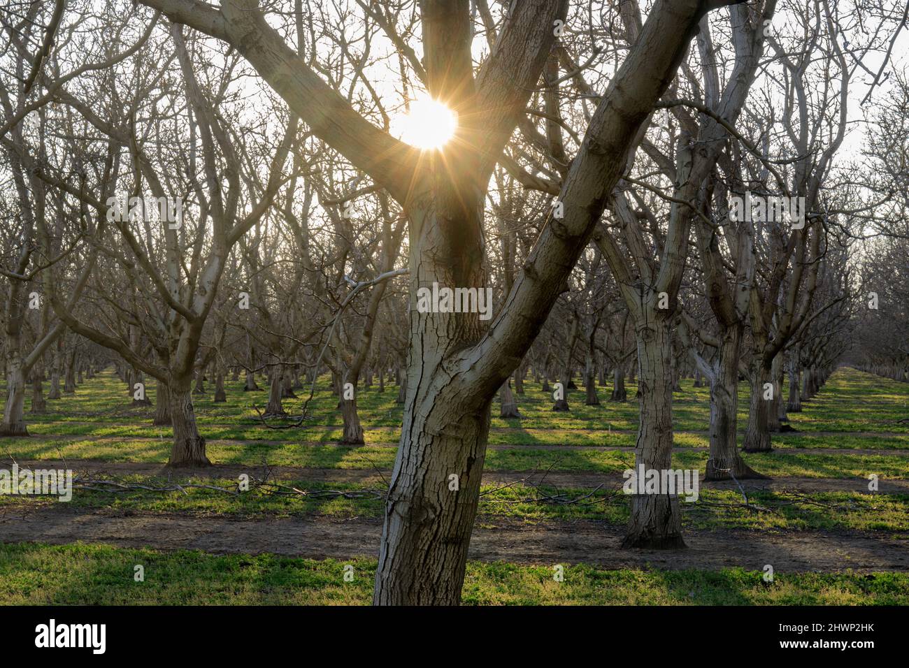 Il sole splende attraverso frutteto a Winters, Yolo County, California, USA. Foto Stock