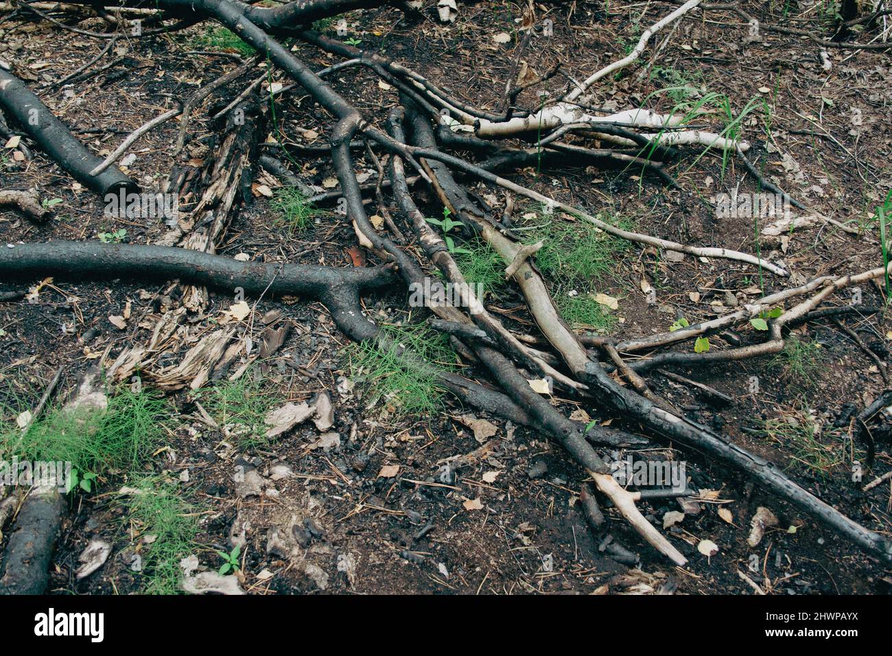 Un sacco di alberi e rami incendiati e bruciati Foto Stock