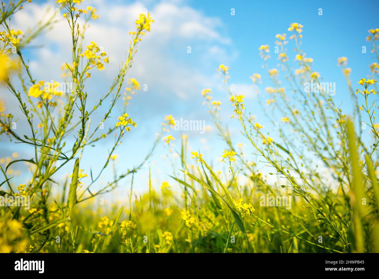 Fiori gialli di colza, grano saraceno in estate contro un cielo blu. Estate, primavera, fioritura, fragranza. Coltivazione di agricoltura naturale. Foto Stock