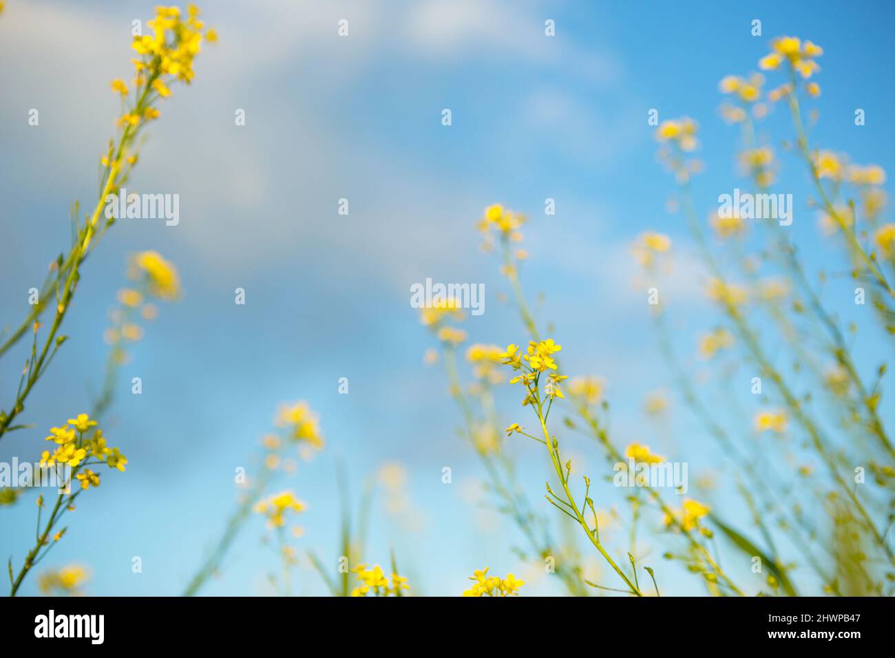 Fiori gialli di colza, grano saraceno in estate contro un cielo blu. Estate, primavera, fioritura, fragranza. Coltivazione di agricoltura naturale. Foto Stock