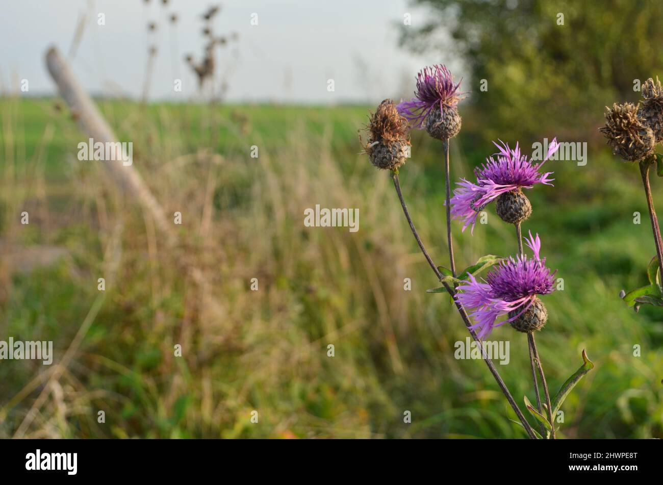 Creeping Thistle im Wind ; Acker Kratzdistel im Wind am Feldwegesrand Foto Stock