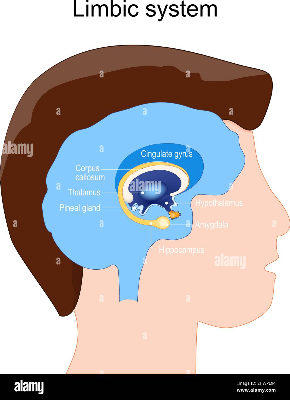 Anatomia del sistema limbico. Struttura dei gangli cerebrali: Amigdala, ghiandola pineale, Thalamus, Ippocampus, Cingulate Giro, Corpo calloso, Ipotalamo. Illustrazione Vettoriale