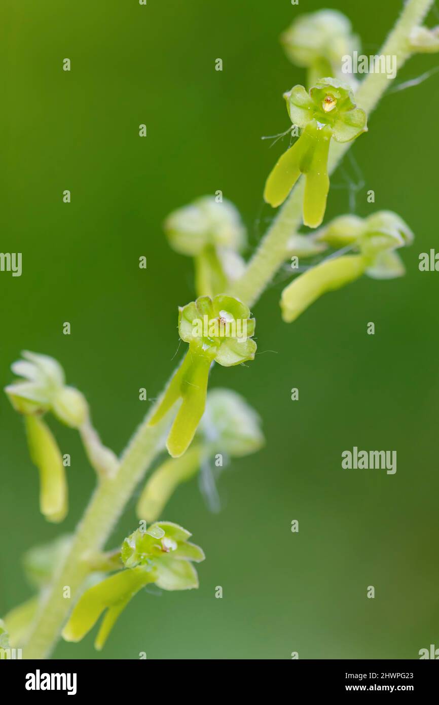 Orchidea Twayblade comune - Neottia ovata, bella piccola orchidea da prati e praterie europee, Carpazi bianchi, Repubblica Ceca. Foto Stock