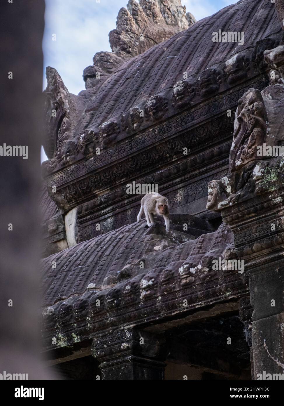 Una scimmia sale in cima alle antiche rovine di Angkor Wat, Siem Reap, Cambogia Foto Stock