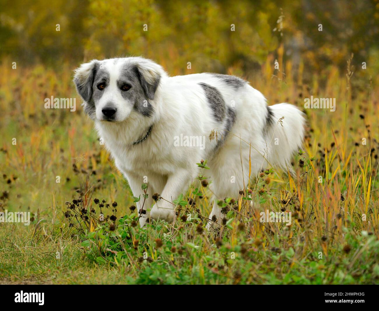 Bella croce Malamute cane a piedi in erba alta, colori autunnali. Foto Stock