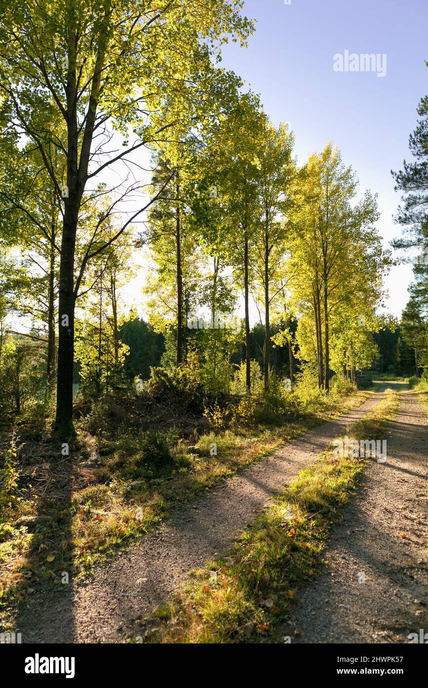 Passeggiata nella foresta Foto Stock