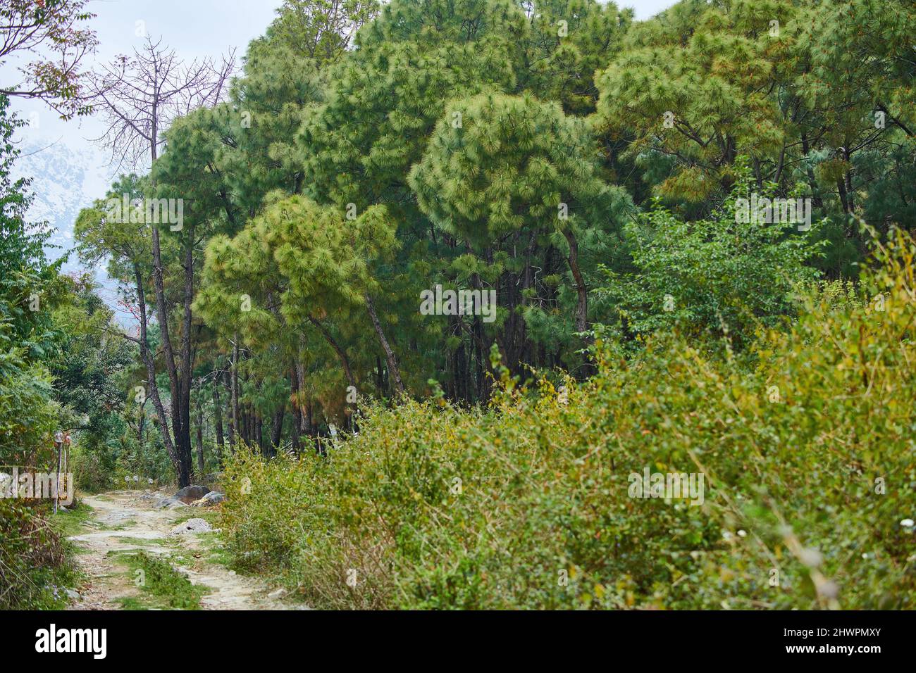 Una passeggiata nella foresta di pini di Cir vicino a Dharamshala in Himachal Pradesh con le montagne di Dhauladhar visibili sullo sfondo. Foto Stock