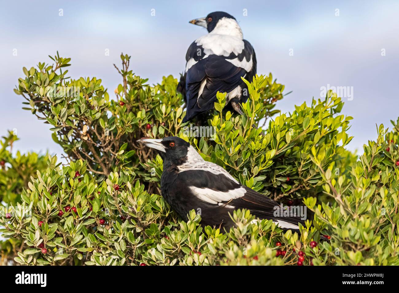 Due magpie australiane (Gymnorhina tibicen) che si aggirano su rami d'albero Foto Stock
