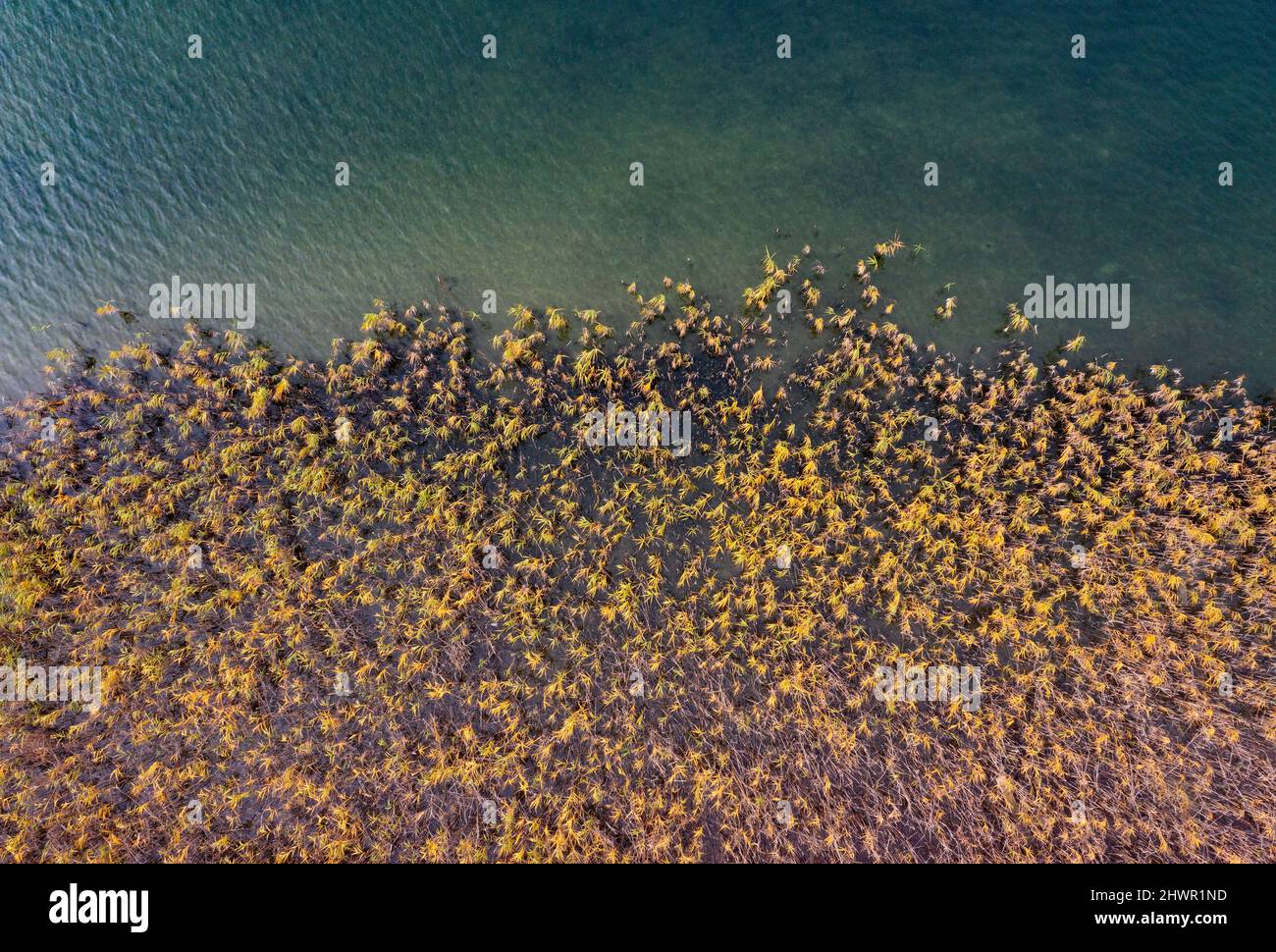 Vista del drone del nastro di canne che si estende lungo la riva del lago Irrsee in autunno Foto Stock