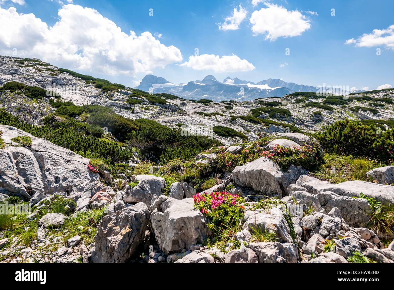 Fiori di campo che fioriscono sulla cima rocciosa del monte Krippenstein in estate Foto Stock