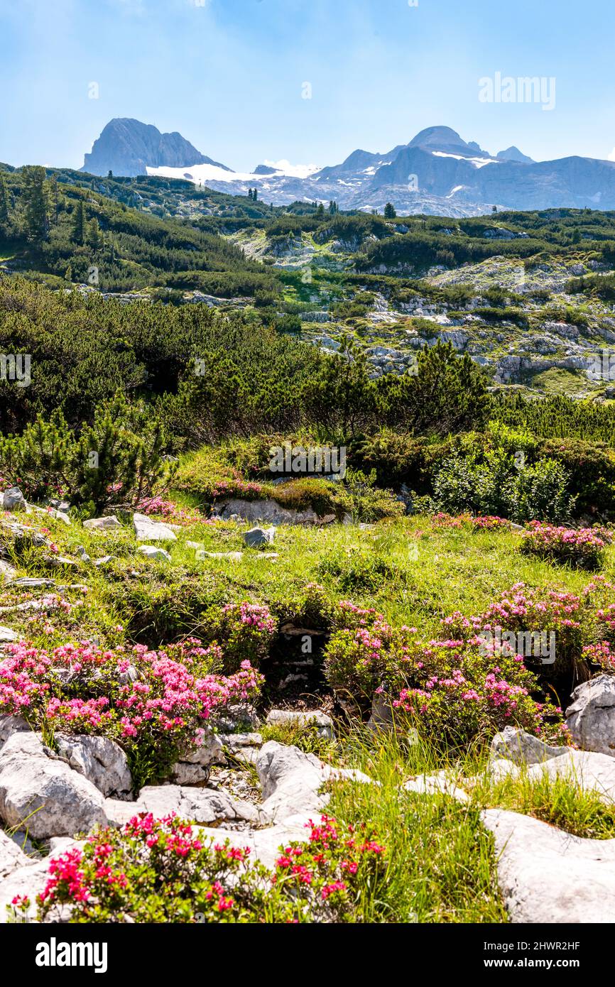 La flora di montagna fiorisce in estate a Salzkammergut Foto Stock
