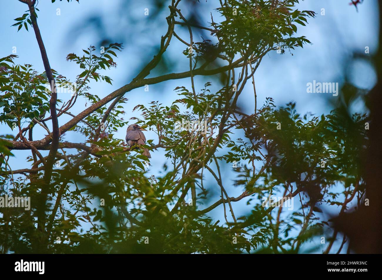 Il Hornbill grigio indiano a Sidhpur, Himachal Pradesh, India. Con la rapida distruzione degli habitat, è in gioco la loro esistenza. Foto Stock