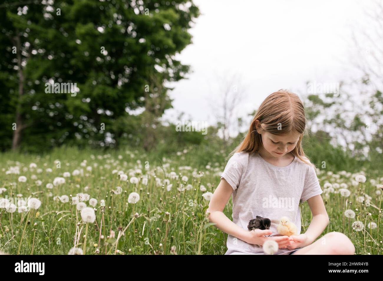 Ragazza carina che tiene i polli del bambino seduti in campo di dente di leone Foto Stock
