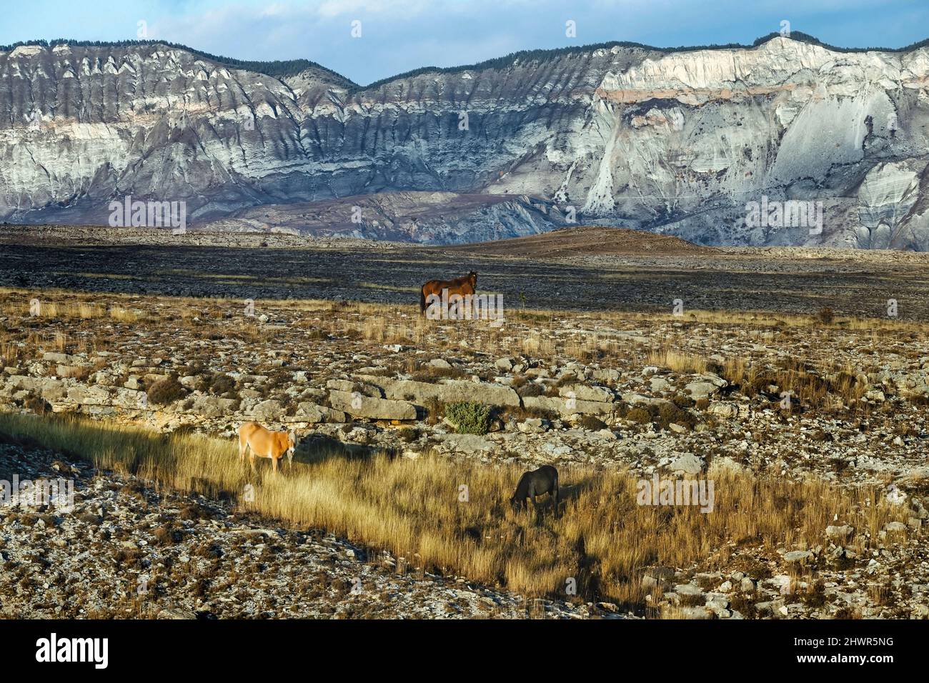 Mucche e cavalli che pascolo nella zona rocciosa montuosa del Caucaso settentrionale in autunno Foto Stock