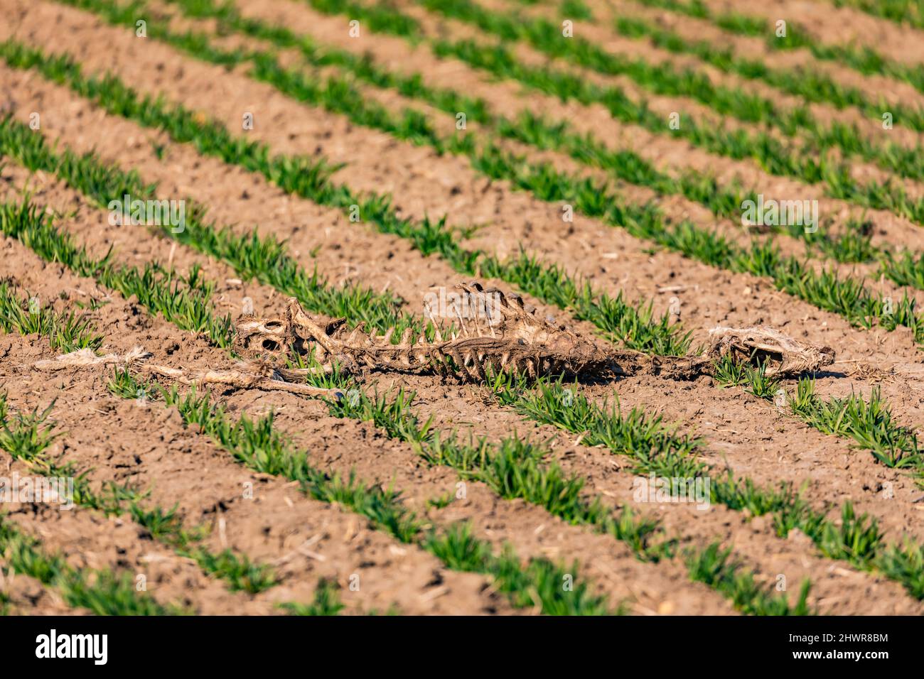 Uno scheletro di un cervo o di un altro animale giace su un campo agricolo Foto Stock