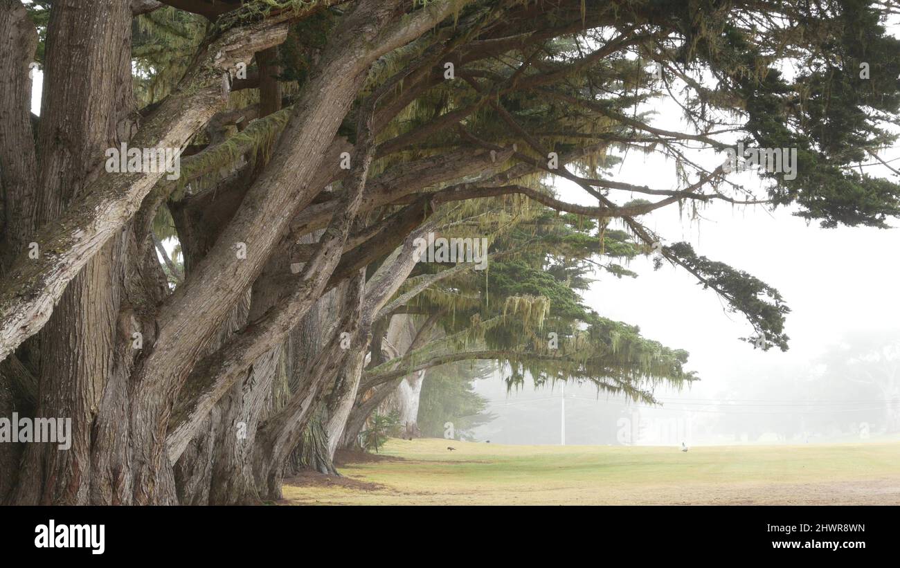 Pini cipressi di conifere nella nebbia, misteriosa foresta, boschi o boschetti. Fila di alberi in nebbia piovoso tempo, la calma torbidità a Monterey, California Stati Uniti d'America. Pizzo di lichen muschio appeso. Percorso corridoio tunnel. Foto Stock