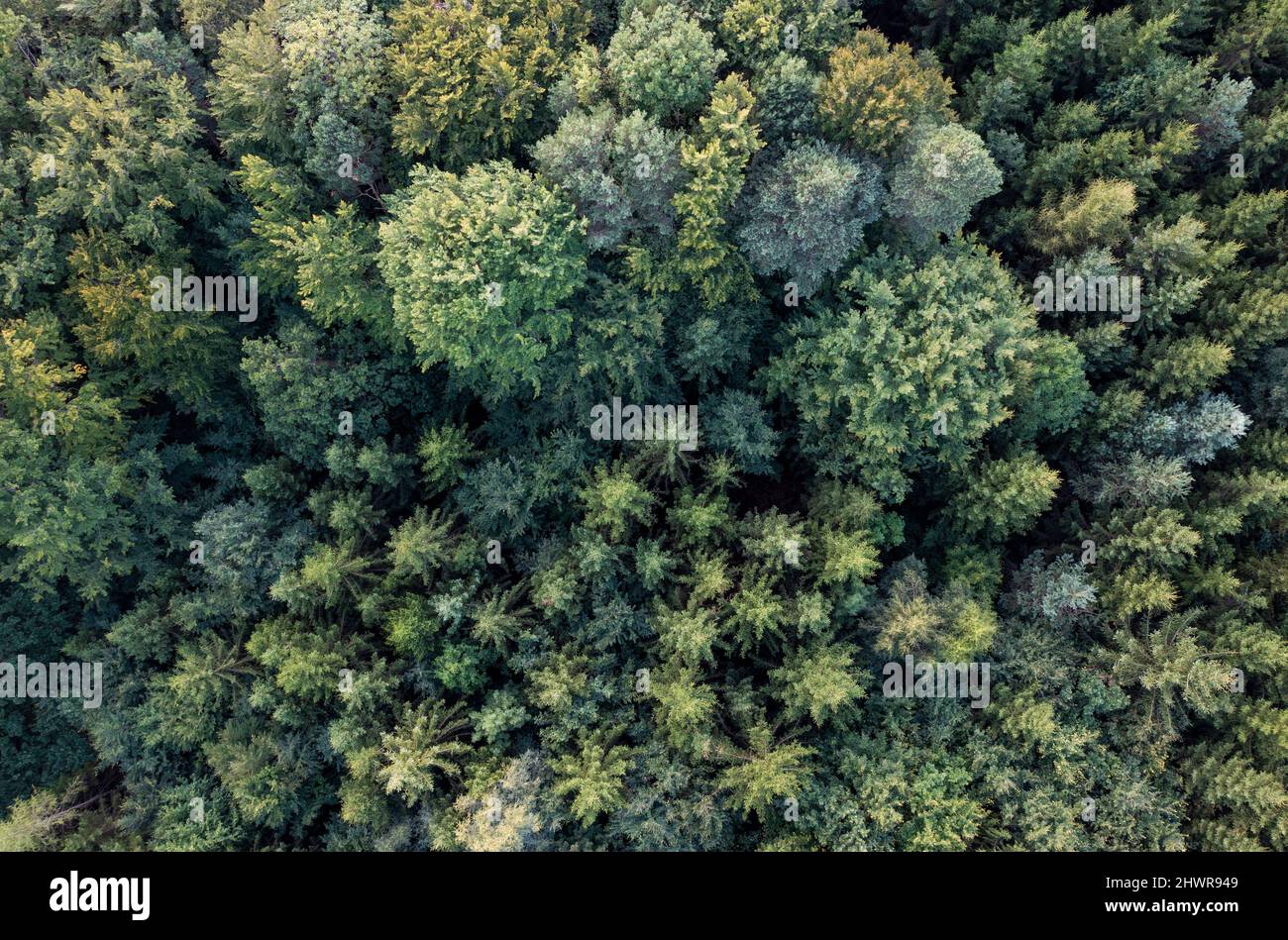 Veduta aerea delle canopie verdi della foresta mista di conifere Foto Stock
