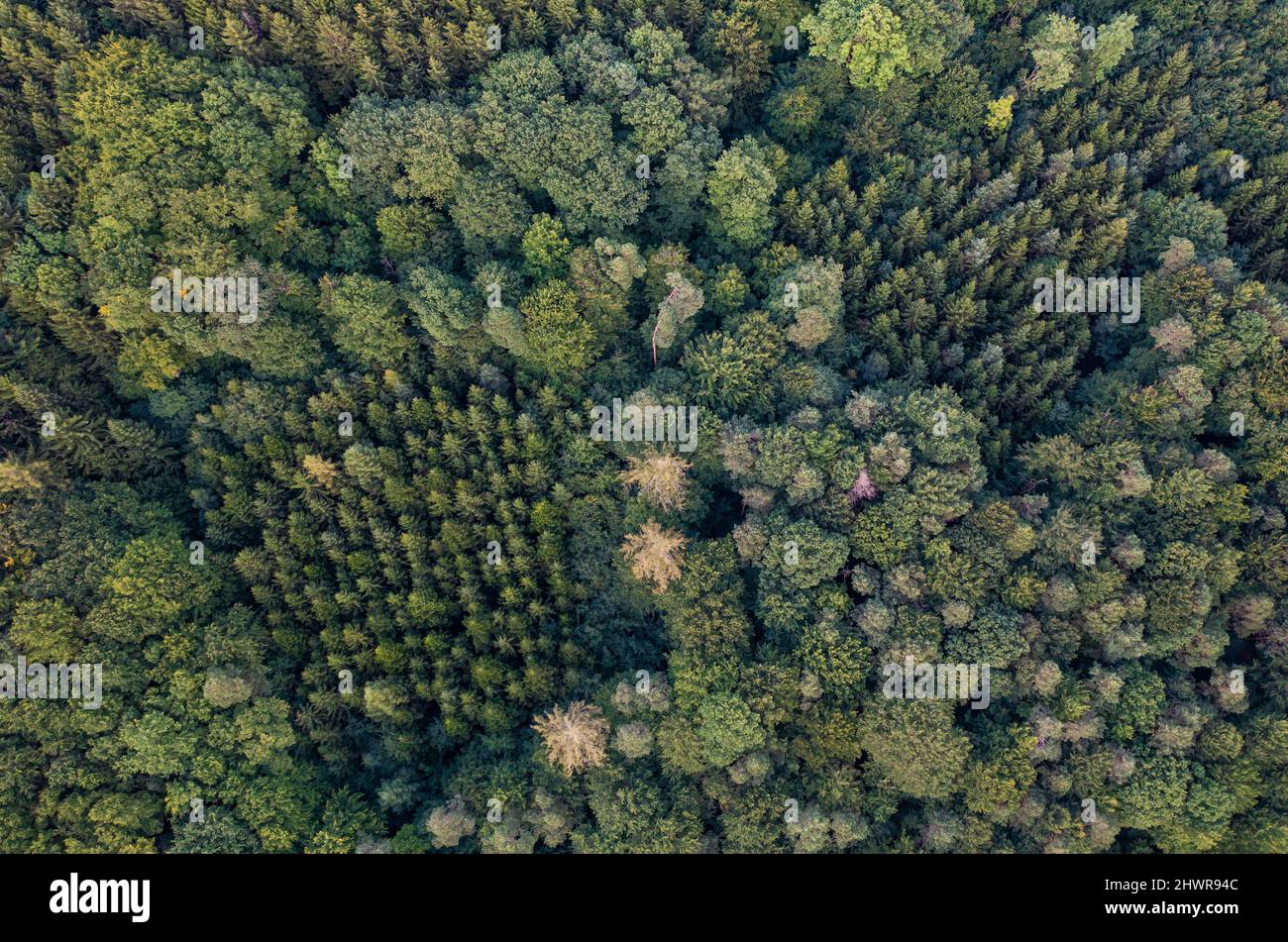 Veduta aerea delle canopie verdi della foresta mista di conifere Foto Stock