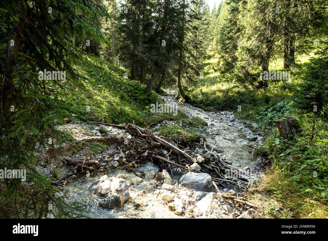 Piccolo torrente forestale nella gamma Mieming durante l'estate Foto Stock