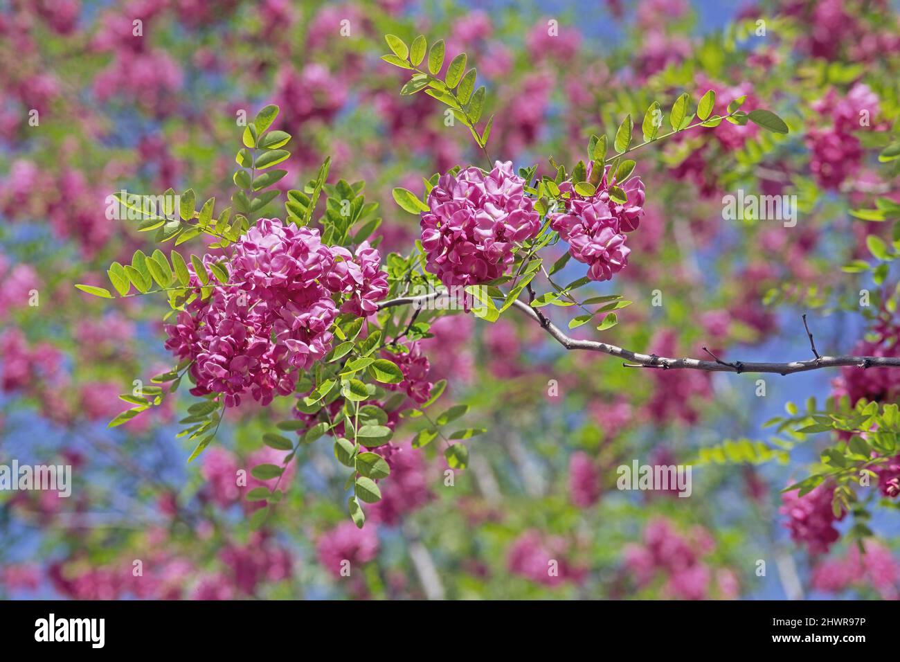 Ramo con foglie e fiori di robinia x cascata rosa margaretta, Robinia hispida rosea, Fabaceae Foto Stock
