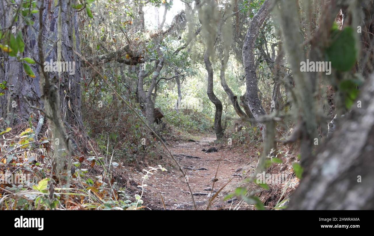 Percorso in foresta di querce vive o boschi, sentiero o sentiero in vecchio boschetto o bosco. Rami e tronchi di querce contorti e gnarled. Pizzo di lichen muschio appeso. Point Lobos Wilderness, California, USA. Foto Stock