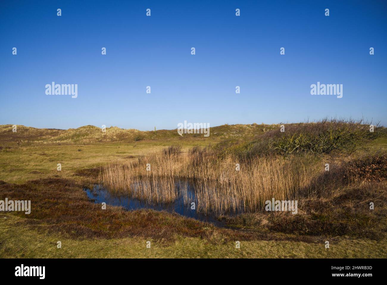 Callantsoog, Olanda, febbraio 2022. Il paesaggio delle dune della riserva naturale di Zwanenwater a Callantsoog. Foto di alta qualità Foto Stock