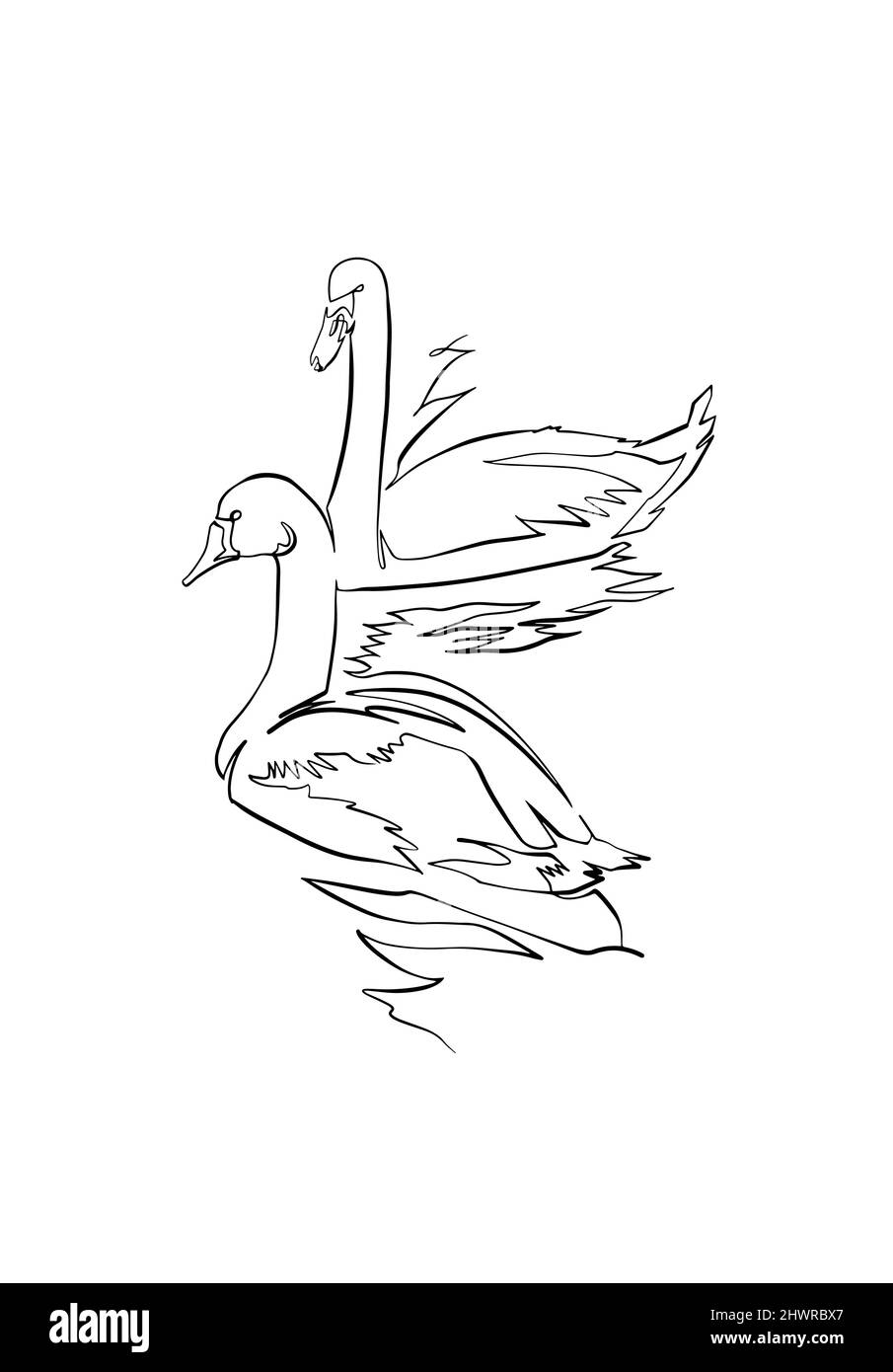 Oca e cigno, disegno, linea continua con effetto acquerello Illustrazione Vettoriale