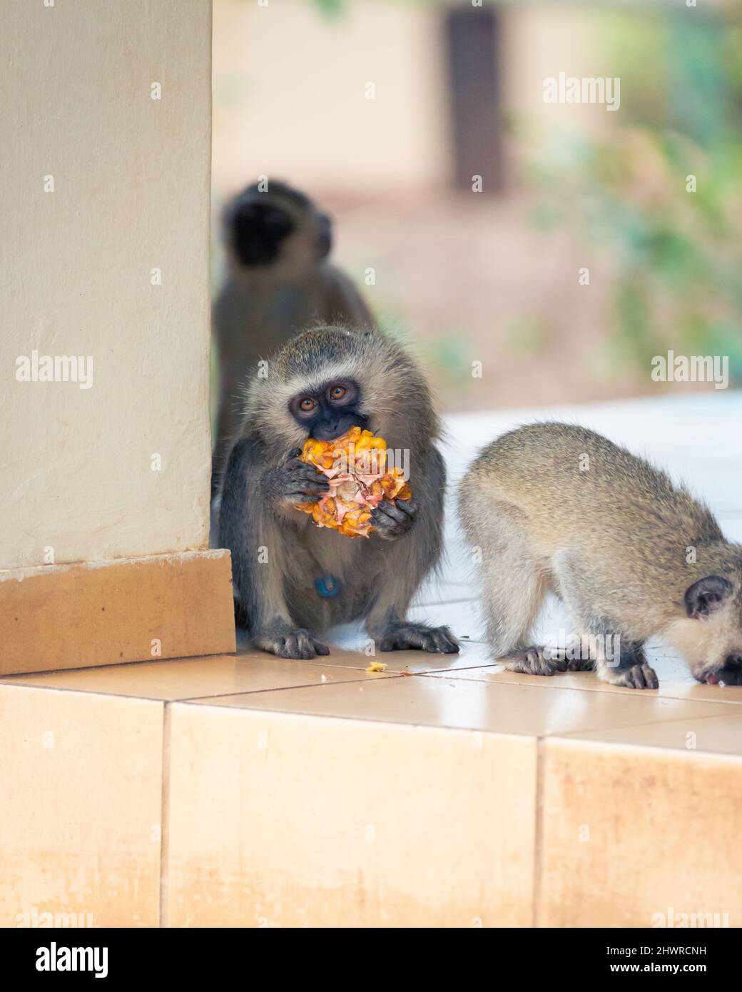 Scimmia vervet mangiare una fetta di un ananas Foto Stock