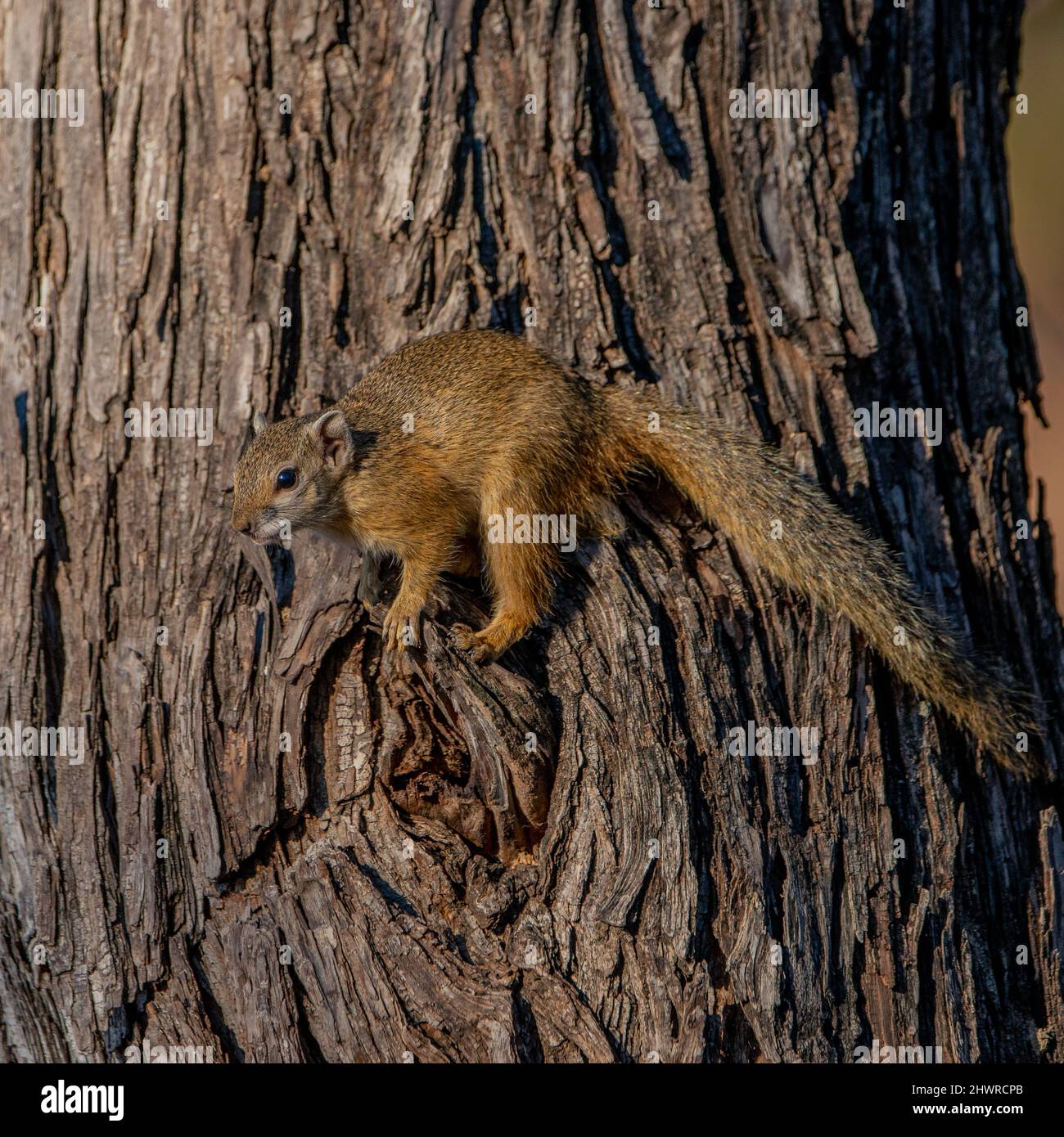 Scoiattolo macchiato in Sud africa, in piedi su un albero Foto Stock