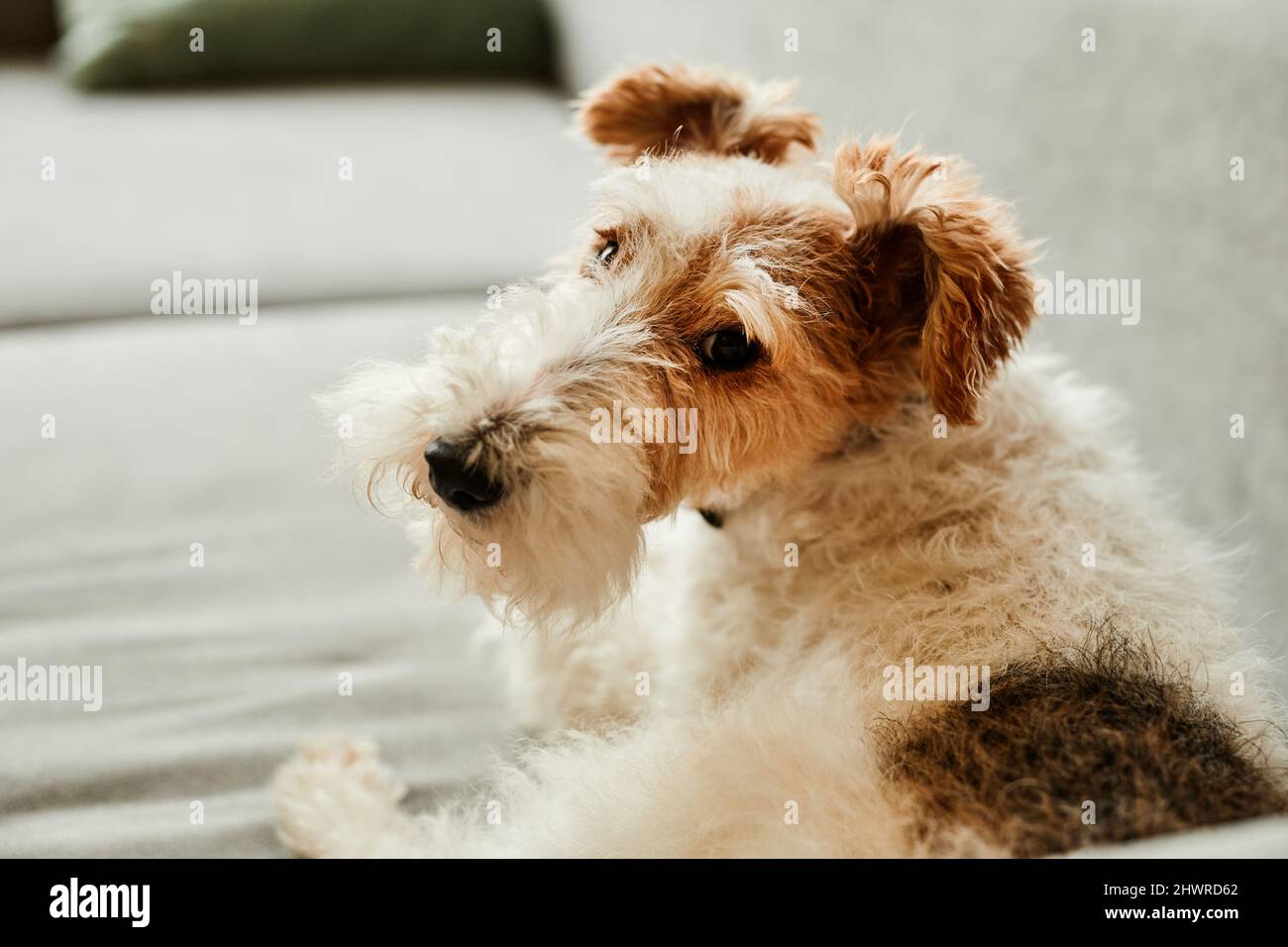 Ritratto accogliente di cane aggy che si posa sul divano a casa illuminata dalla luce del sole, spazio copia Foto Stock