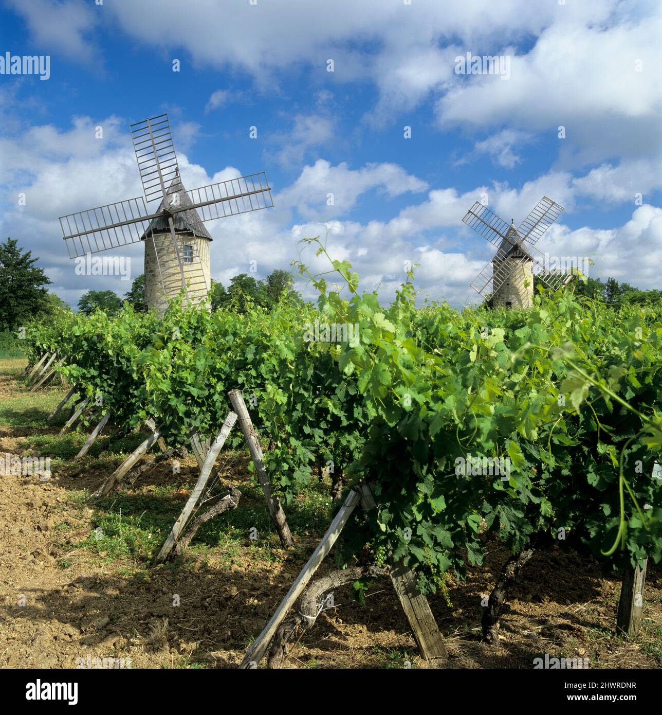 Mulini a vento di Calon posti in vigneto sotto un cielo blu, Montagne, nei pressi di Saint-Emilion, Nouvelle-Aquitaine, Francia, Europa Foto Stock