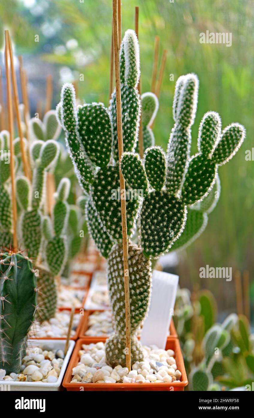 Adorabile coniglietto in vaso orecchie Cactus o Opuntia Microdasys nel giardino Foto Stock